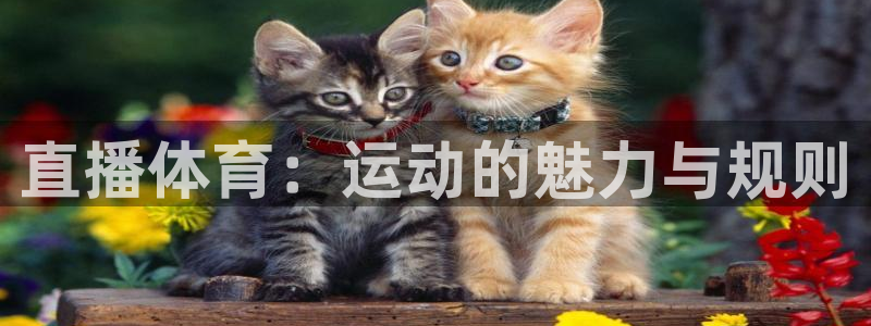 河豚体育直播免费观看：直播体育：运动的魅力与规则